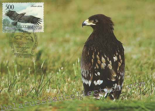Greater Spotted Eagle (Aquila clanga)